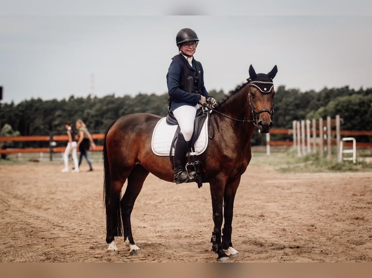 Poney de selle allemand Jument 12 Ans 144 cm Bai brun in Krackow