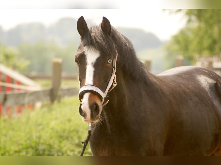 Poney de selle allemand Jument 12 Ans 144 cm Bai brun in Bochum