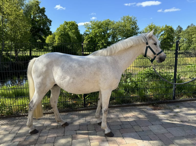 Poney de selle allemand Jument 12 Ans 144 cm Gris in Wacken