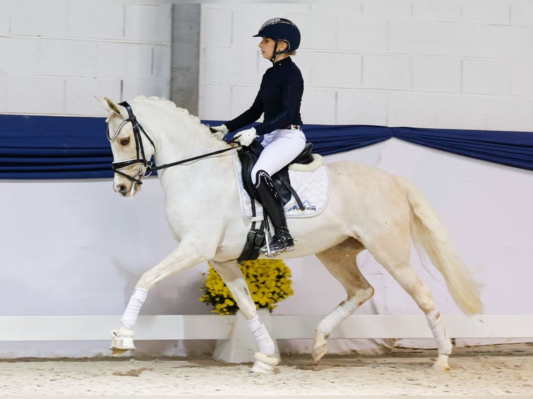 Poney de selle allemand Jument 12 Ans 144 cm Palomino in Marsberg