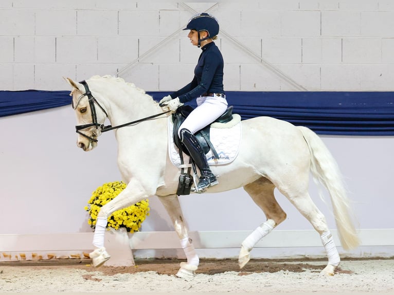 Poney de selle allemand Jument 12 Ans 144 cm Palomino in Marsberg