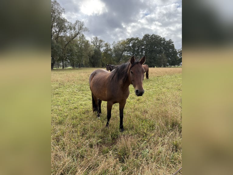 Poney de selle allemand Jument 12 Ans 145 cm Bai in Bismark (Altmark) Poney de selle allemand Jument 12 Ans 145 cm Bai in Bismark (Altmark)