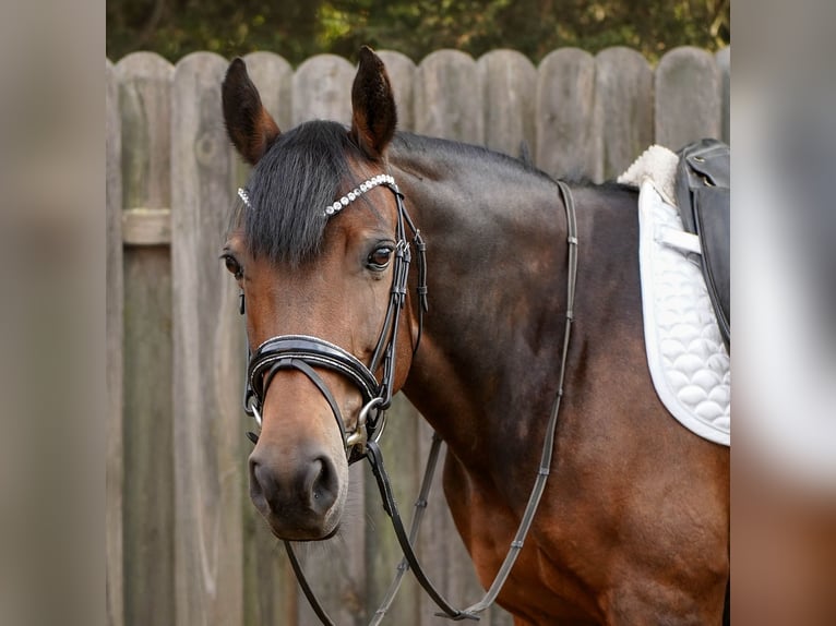 Poney de selle allemand Croisé Jument 12 Ans 145 cm Bai in Hamminkeln