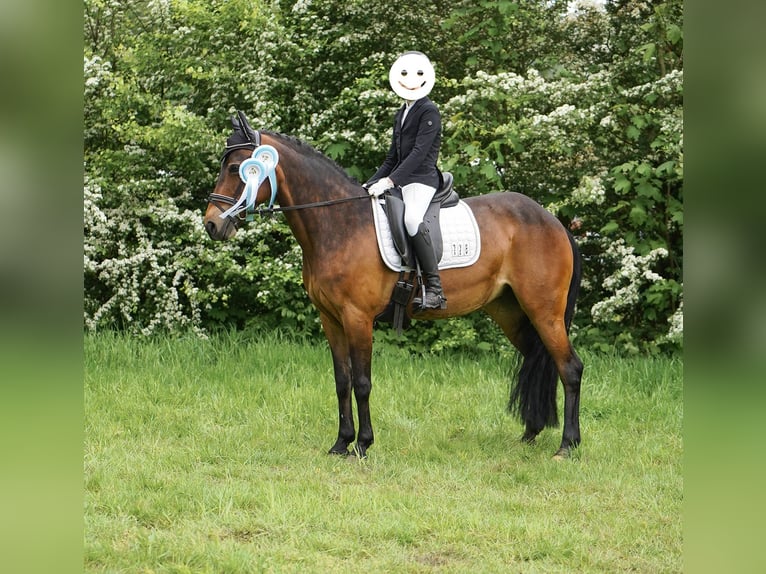 Poney de selle allemand Croisé Jument 12 Ans 145 cm Bai in Hamminkeln
