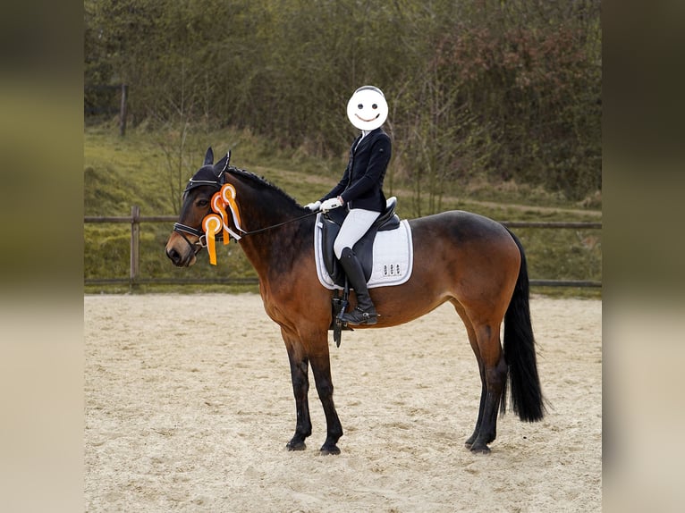 Poney de selle allemand Croisé Jument 12 Ans 145 cm Bai in Hamminkeln