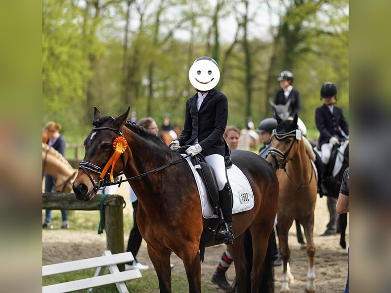 Poney de selle allemand Croisé Jument 12 Ans 145 cm Bai in Hamminkeln