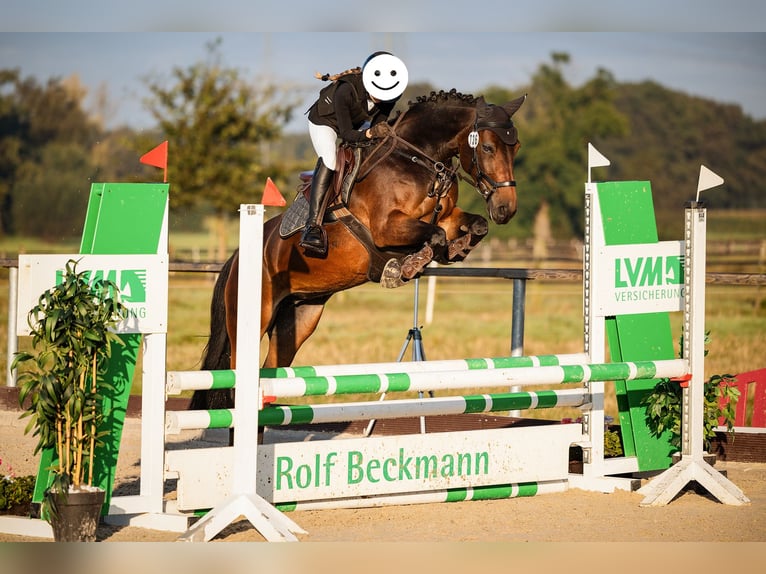 Poney de selle allemand Croisé Jument 12 Ans 145 cm Bai in Hamminkeln