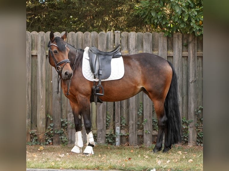 Poney de selle allemand Croisé Jument 12 Ans 145 cm Bai in Hamminkeln