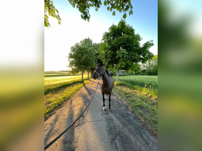 Poney de selle allemand Jument 12 Ans 146 cm Alezan brûlé in D&#xE4;nischenhagen