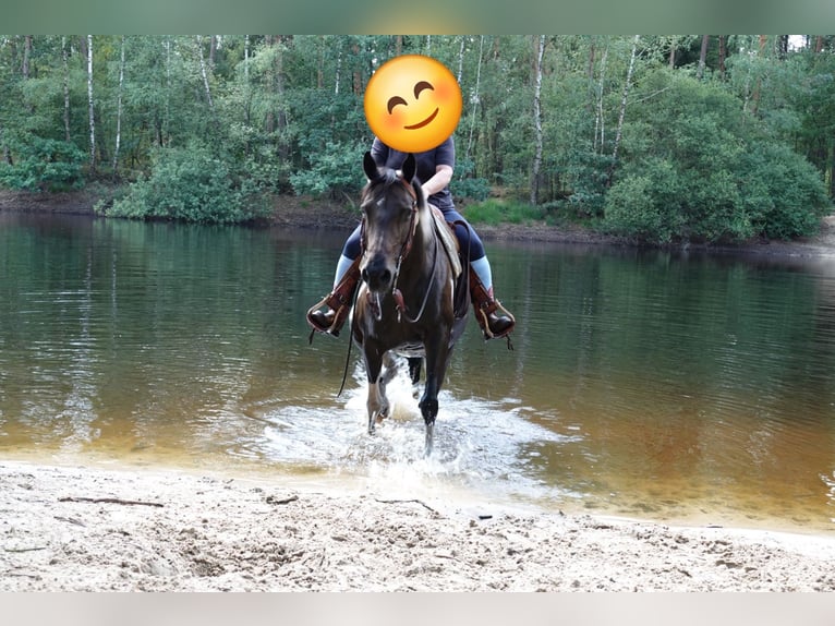 Poney de selle allemand Jument 12 Ans 146 cm Pinto in Haselünne