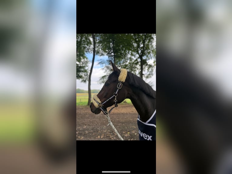 Poney de selle allemand Jument 12 Ans 147 cm Bai in Voerde