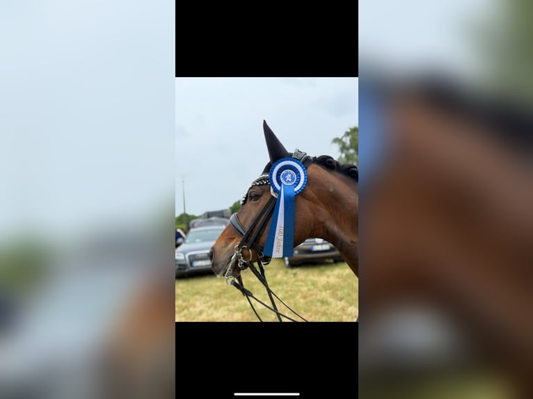 Poney de selle allemand Jument 12 Ans 147 cm Bai in Voerde