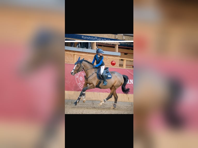 Poney de selle allemand Jument 12 Ans 147 cm in Bakum Poney de selle allemand Jument 12 Ans 147 cm in Bakum