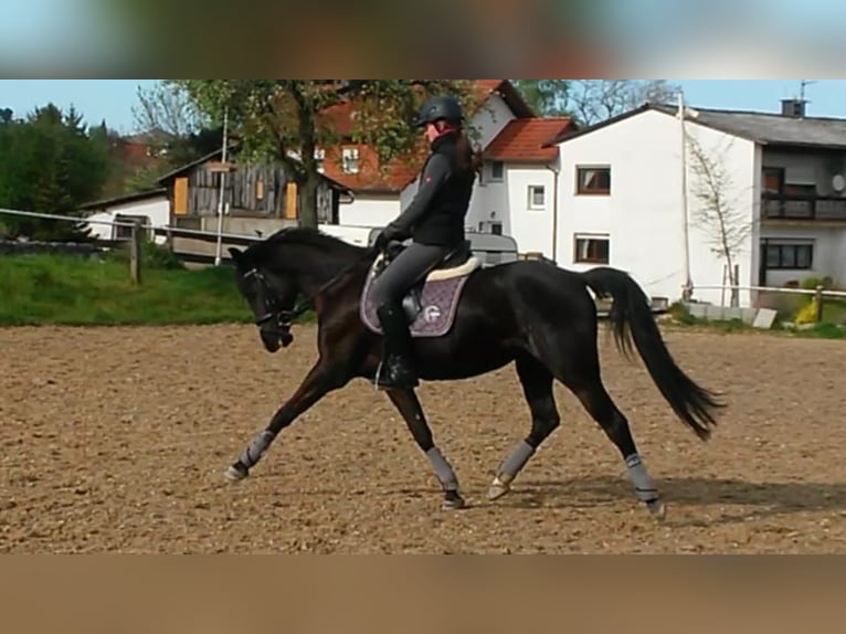 Poney de selle allemand Jument 12 Ans 147 cm Noir in Brombachtal