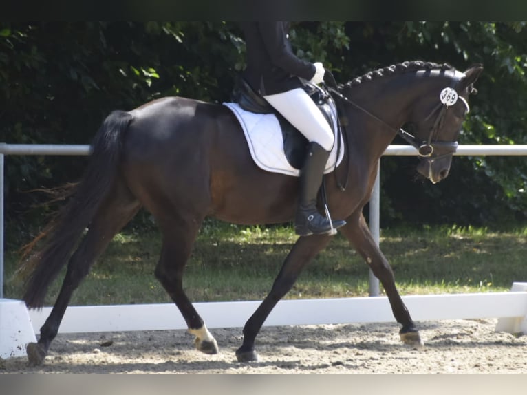 Poney de selle allemand Jument 12 Ans 147 cm Noir in Brombachtal