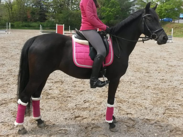 Poney de selle allemand Jument 12 Ans 147 cm Noir in Brombachtal