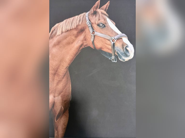 Poney de selle allemand Jument 12 Ans 148 cm Alezan in Usingen