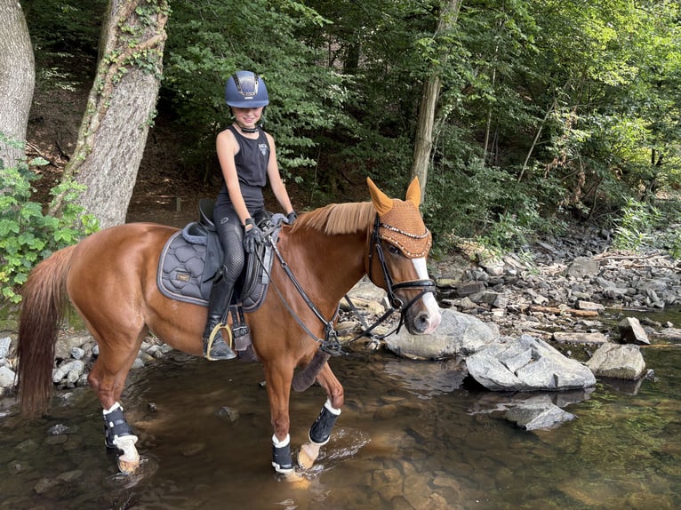 Poney de selle allemand Jument 12 Ans 148 cm Alezan in Usingen