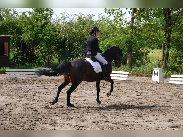 Poney de selle allemand Jument 12 Ans 148 cm Bai brun in Weinheim
