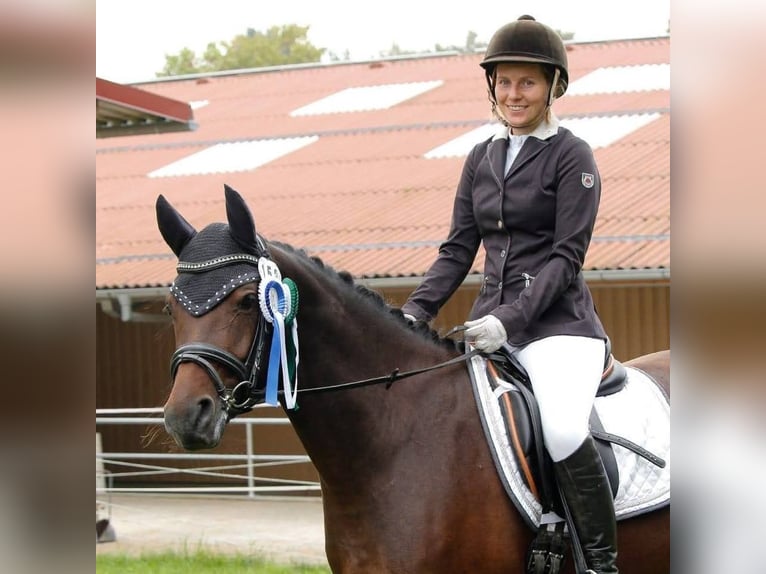 Poney de selle allemand Jument 12 Ans 148 cm Bai brun in Mainburg