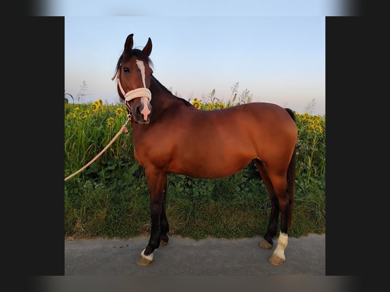 Poney de selle allemand Jument 12 Ans 148 cm Bai in Giebelstadt