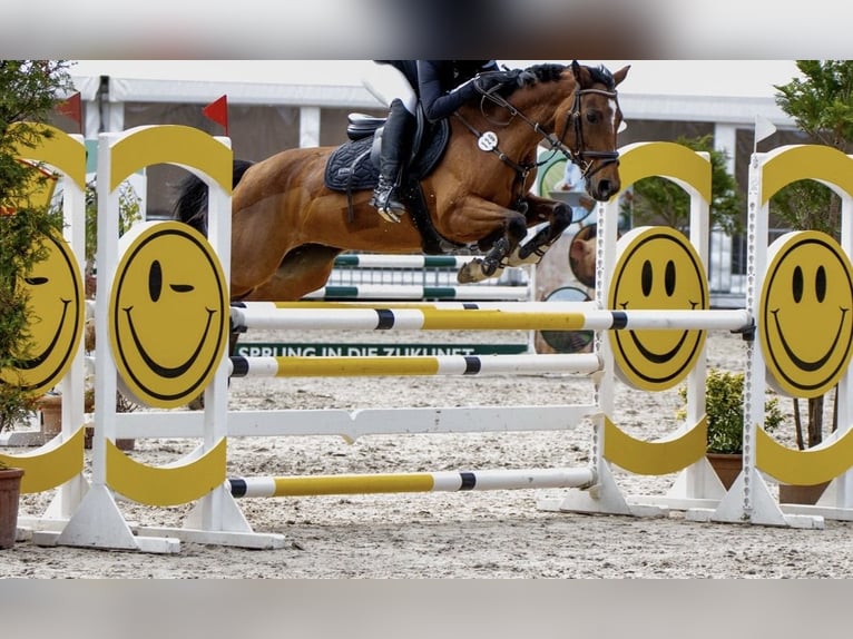 Poney de selle allemand Jument 12 Ans 148 cm Bai in Kirchberg