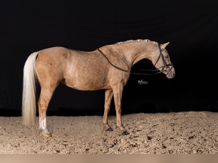 Poney de selle allemand Jument 12 Ans 148 cm Palomino in Herrenberg