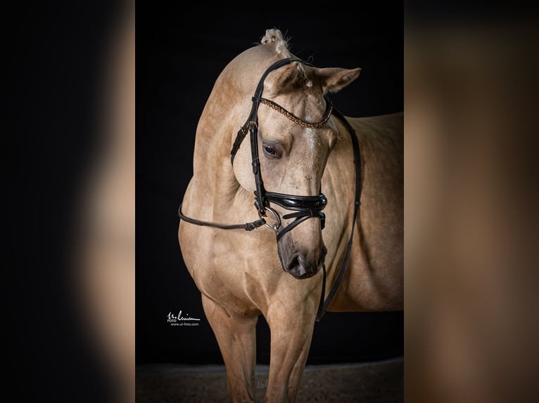 Poney de selle allemand Jument 12 Ans 148 cm Palomino in Herrenberg