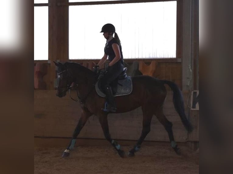 Poney de selle allemand Croisé Jument 12 Ans 149 cm Bai in Schwäbisch Hall