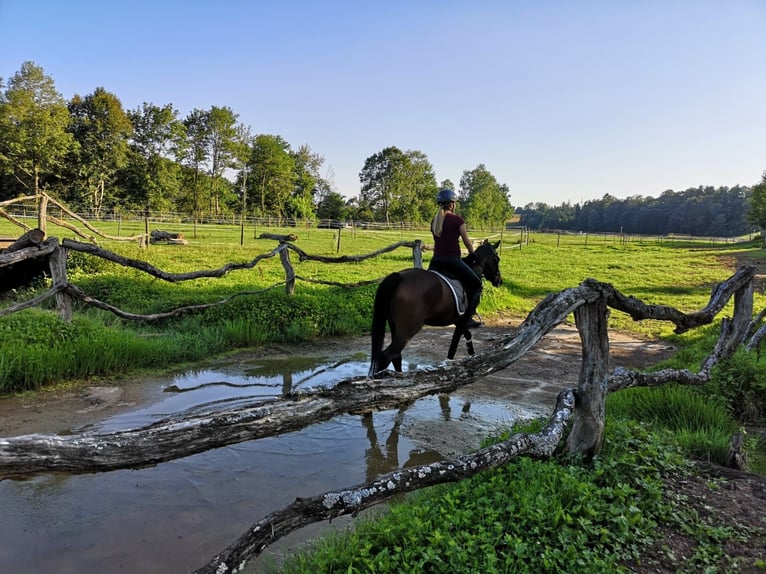 Poney de selle allemand Croisé Jument 12 Ans 149 cm Bai in Schwäbisch Hall