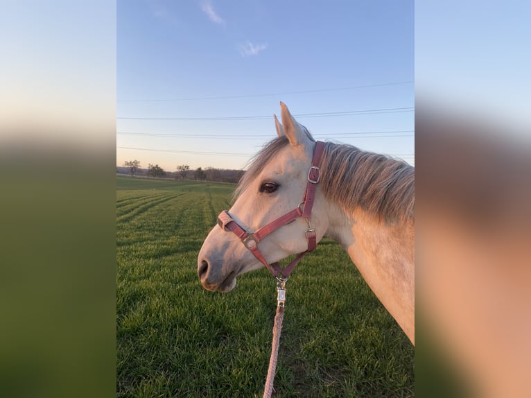 Poney de selle allemand Croisé Jument 12 Ans 150 cm Gris in Neuwied