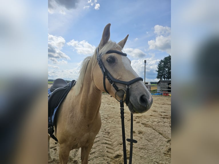 Poney de selle allemand Jument 12 Ans 150 cm Palomino in Dießen am Ammersee