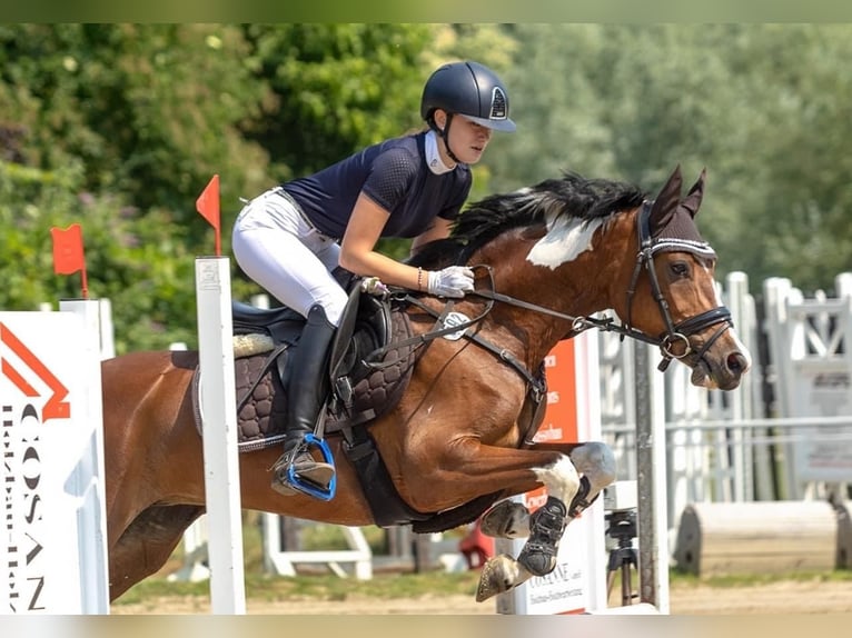 Poney de selle allemand Jument 12 Ans 150 cm Pinto in Marl