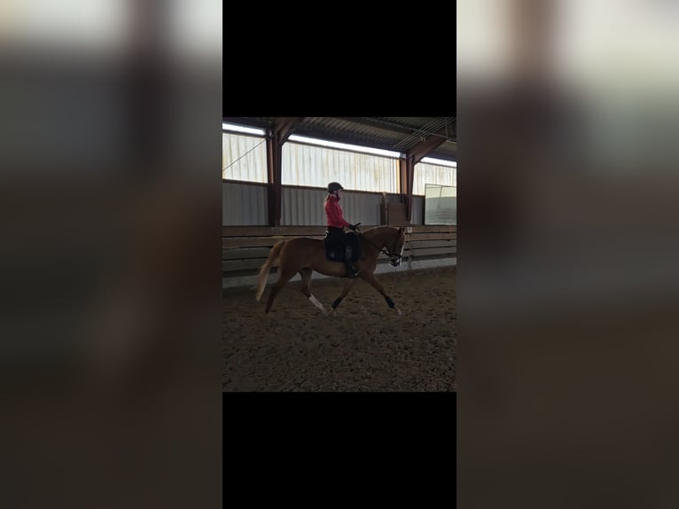 Poney de selle allemand Jument 12 Ans 152 cm Alezan in Niederzier