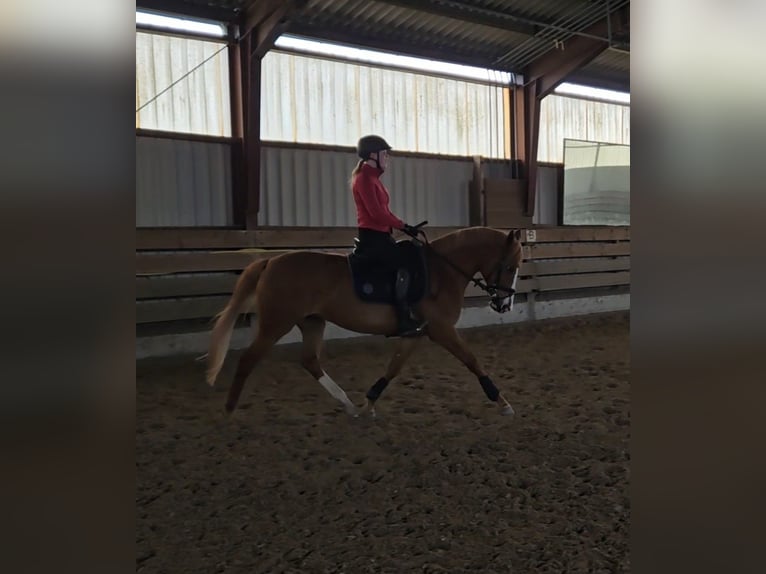 Poney de selle allemand Jument 12 Ans 152 cm Alezan in Niederzier