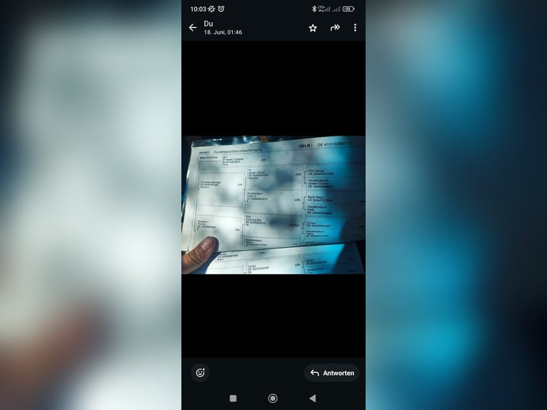 Poney de selle allemand Jument 12 Ans 153 cm Alezan brûlé in Oyten Poney de selle allemand Jument 12 Ans 153 cm Alezan brûlé in Oyten