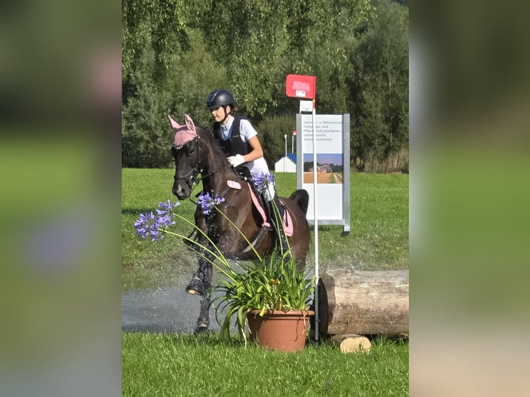 Poney de selle allemand Jument 12 Ans 155 cm Bai brun foncé in Deggenhausertal