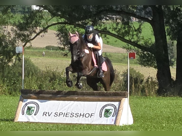 Poney de selle allemand Jument 12 Ans 155 cm Bai brun foncé in Deggenhausertal