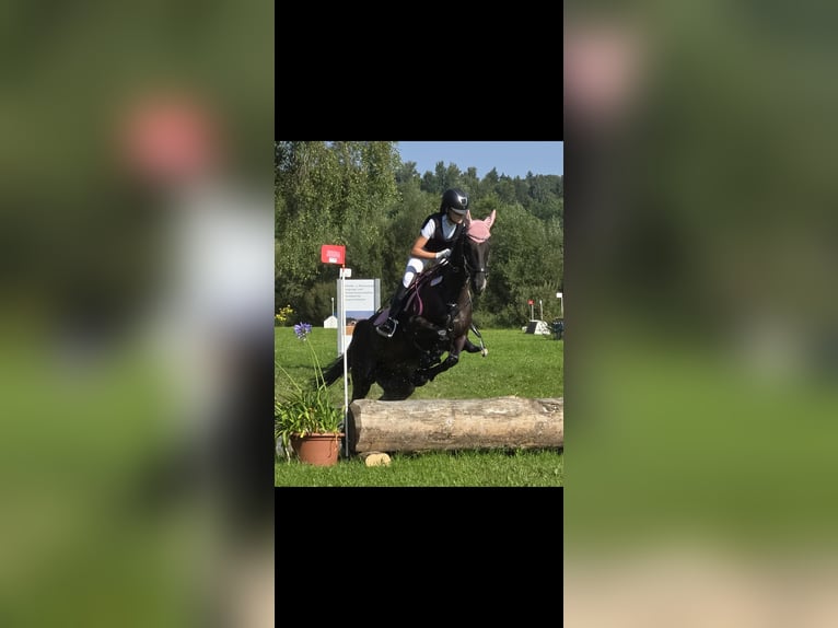 Poney de selle allemand Jument 12 Ans 155 cm Bai brun foncé in Deggenhausertal