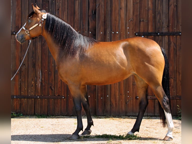 Poney de selle allemand Jument 12 Ans Bai in Zernitz-Lohm