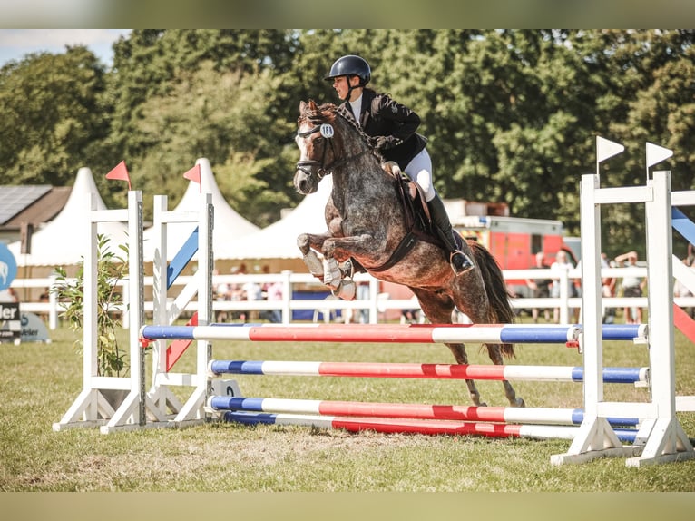 Poney de selle allemand Jument 13 Ans 140 cm Aubère in Aukrug