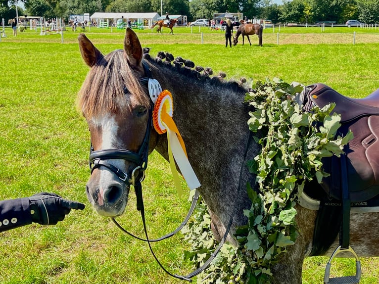 Poney de selle allemand Jument 13 Ans 140 cm Aubère in Aukrug