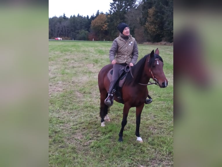 Poney de selle allemand Jument 13 Ans 140 cm Bai brun in Erkelenz