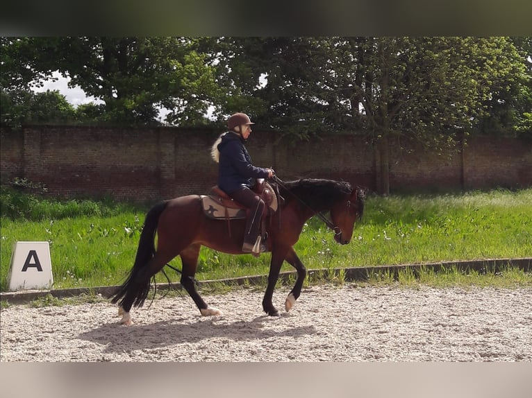 Poney de selle allemand Jument 13 Ans 140 cm Bai brun in Erkelenz