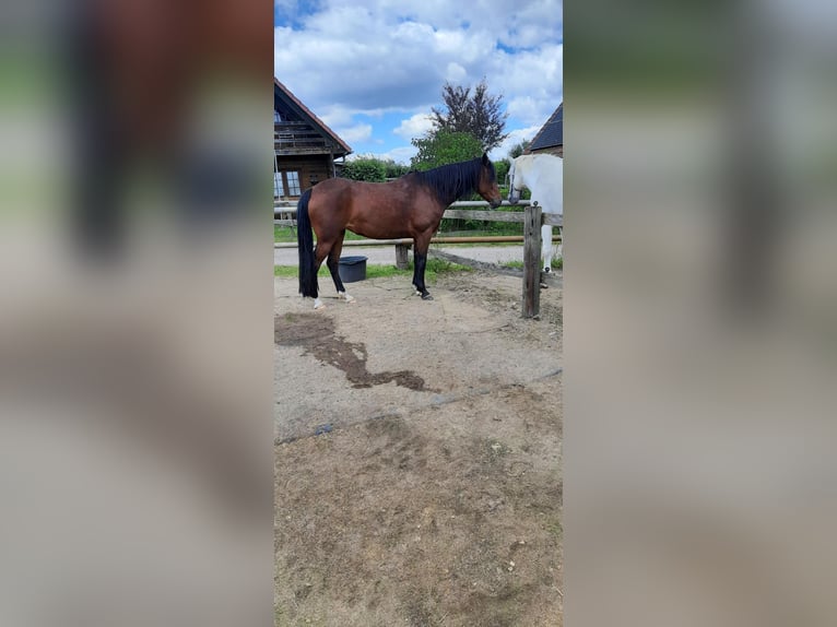 Poney de selle allemand Jument 13 Ans 140 cm Bai brun in Erkelenz