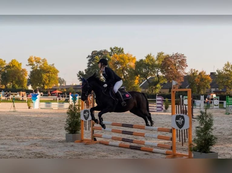 Poney de selle allemand Jument 13 Ans 140 cm Noir in Bukowiec