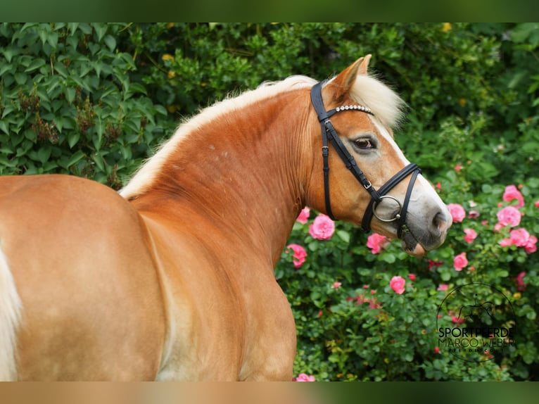 Poney de selle allemand Jument 13 Ans 140 cm Palomino in Badbergen