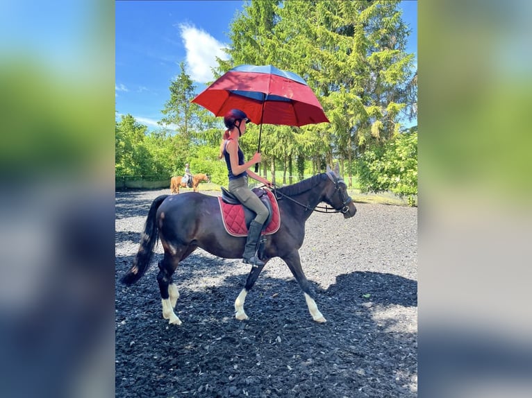 Poney de selle allemand Jument 13 Ans 142 cm Bai brun in Hardegsen