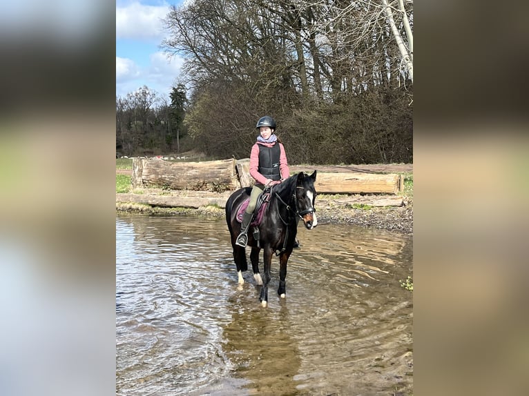 Poney de selle allemand Jument 13 Ans 142 cm Bai brun in Hardegsen