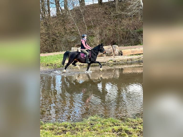 Poney de selle allemand Jument 13 Ans 142 cm Bai brun in Hardegsen